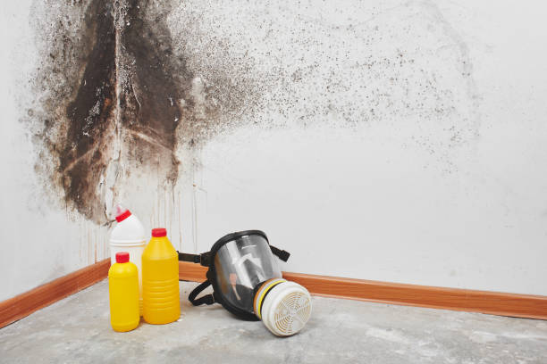Best Toxic Mold Removal  in Omaha, TX