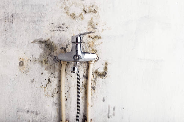 Home Mold Removal in Omaha, TX