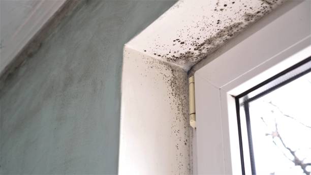 Best Mold Testing  in Omaha, TX
