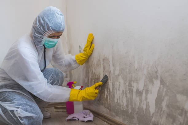 Omaha, TX Mold Removal Company