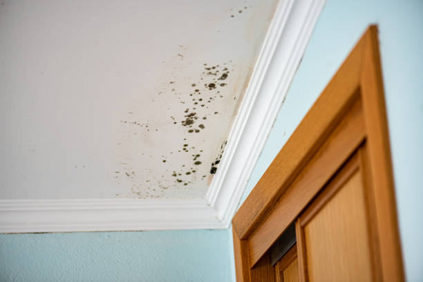 Mold Removal Process in Omaha, TX