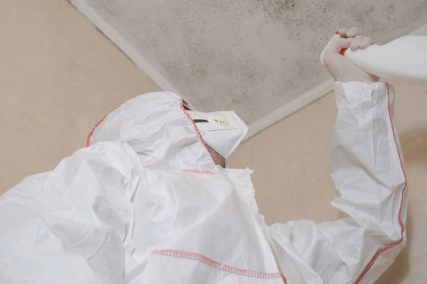 Best Same-Day Mold Removal  in Omaha, TX