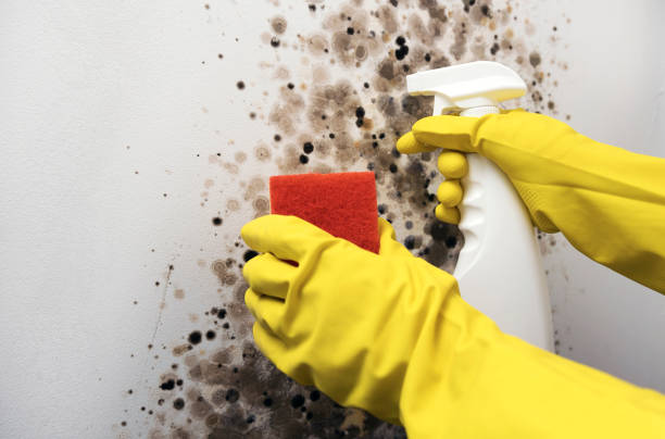 Crawl Space Mold Removal in Omaha, TX
