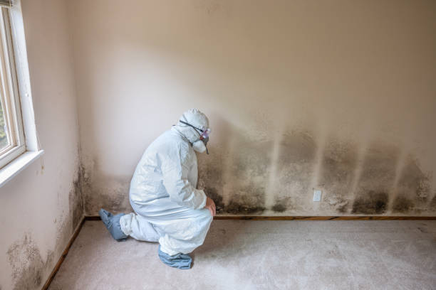 Best Affordable Mold Removal  in Omaha, TX