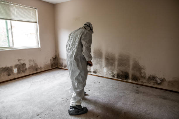 Best Certified Mold Removal  in Omaha, TX