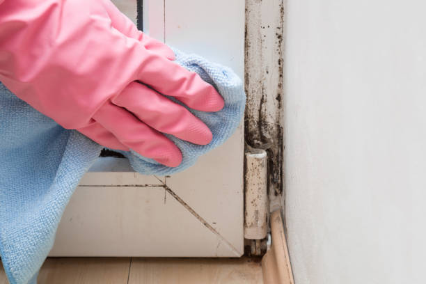 Best Crawl Space Mold Removal  in Omaha, TX