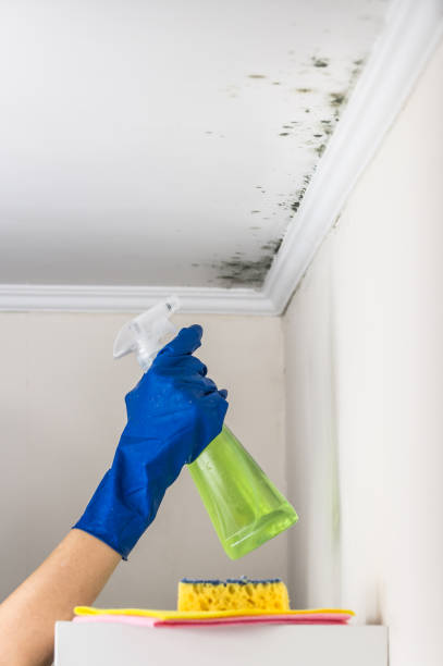 Best Black Mold Removal  in Omaha, TX